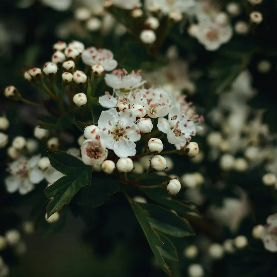 Floral